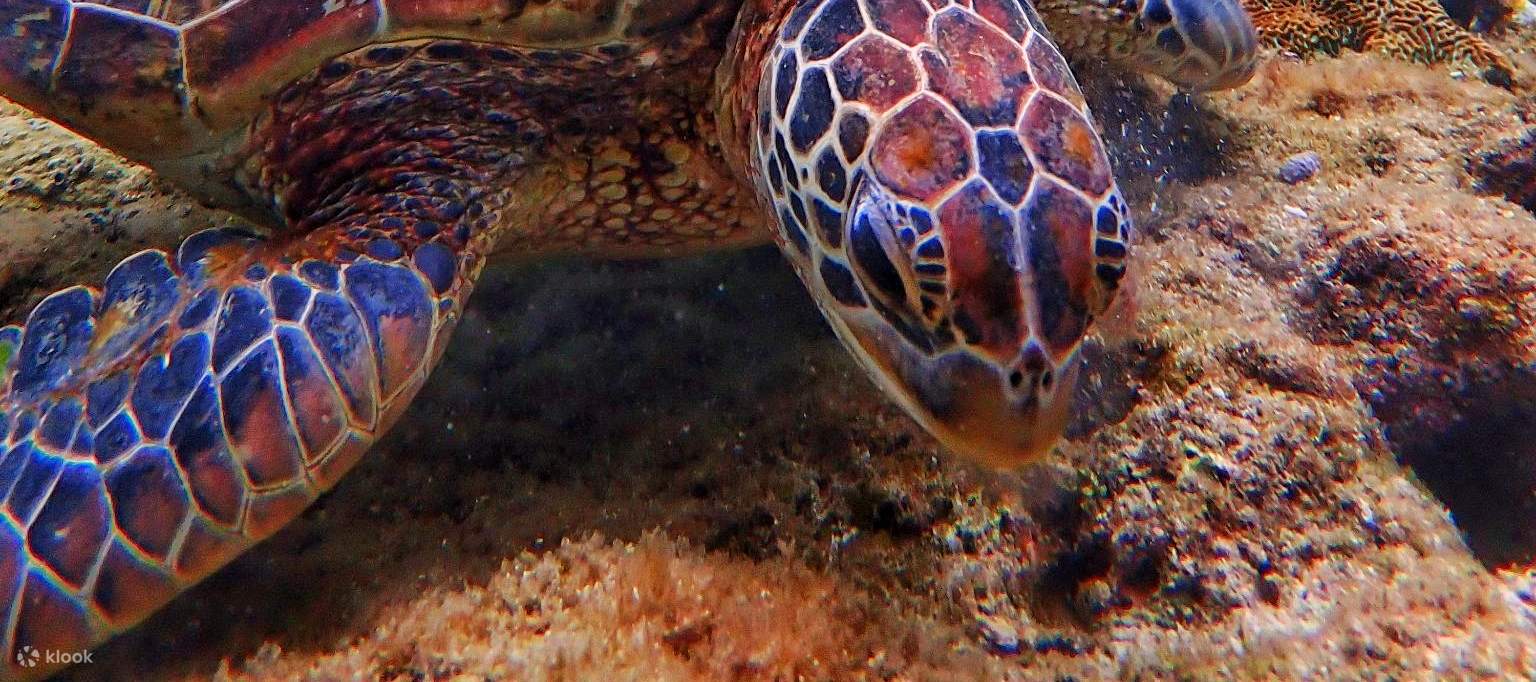 Xiao Liuqiu: Snorkeling Experience with Sea Turtles | One Free for Groups of Six